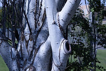 IMG_8467.jpg