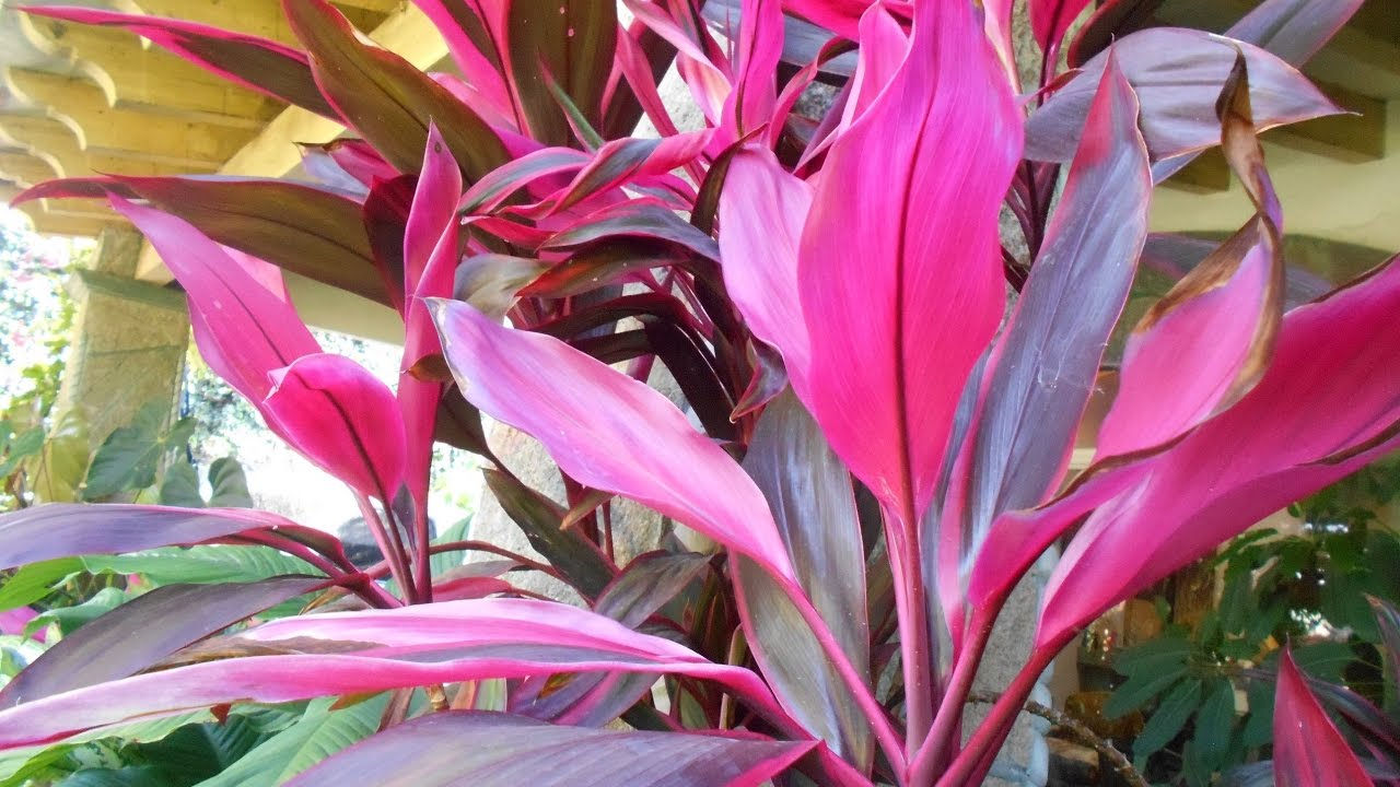 DRACENA