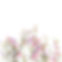 white background with small pink and blue flowers_edited.jpg