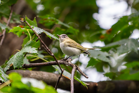 red-eyed vireo.png