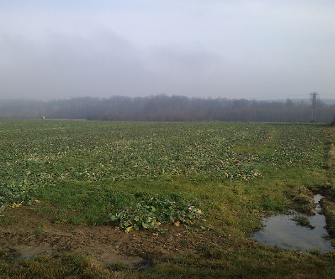 House, Land and Forest
