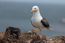 Yellow-legged gull