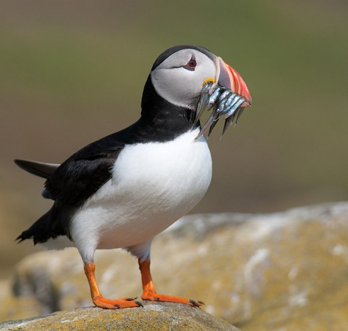 Atlantic-Puffin-Mouthful-of-Capelin