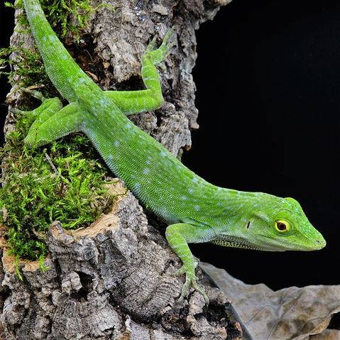 Norops biporcatus 2.jpg