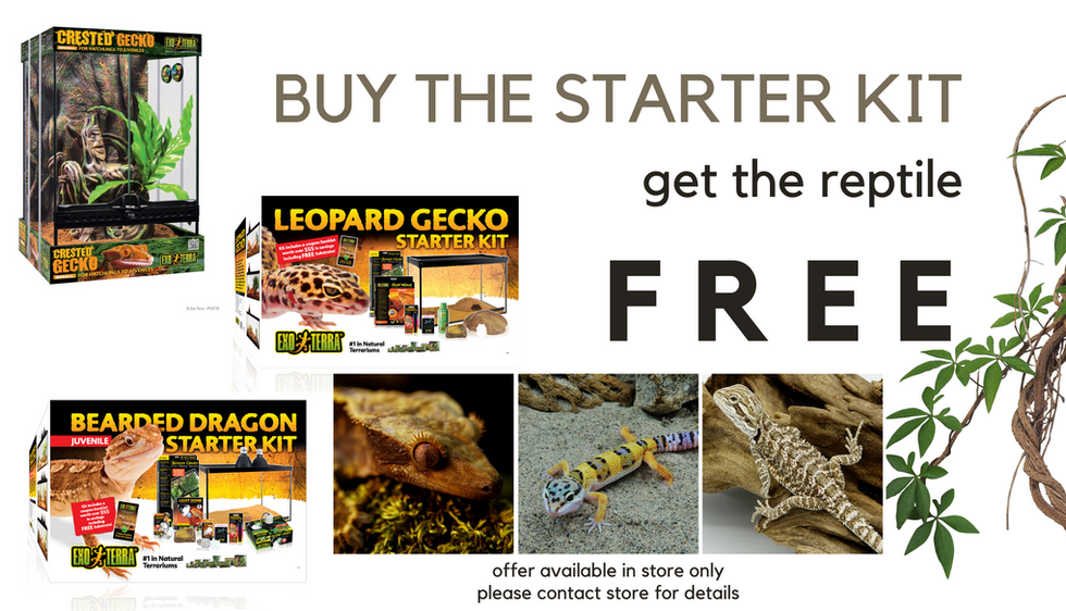 INSTORE SHOPPING REPTILE STORE