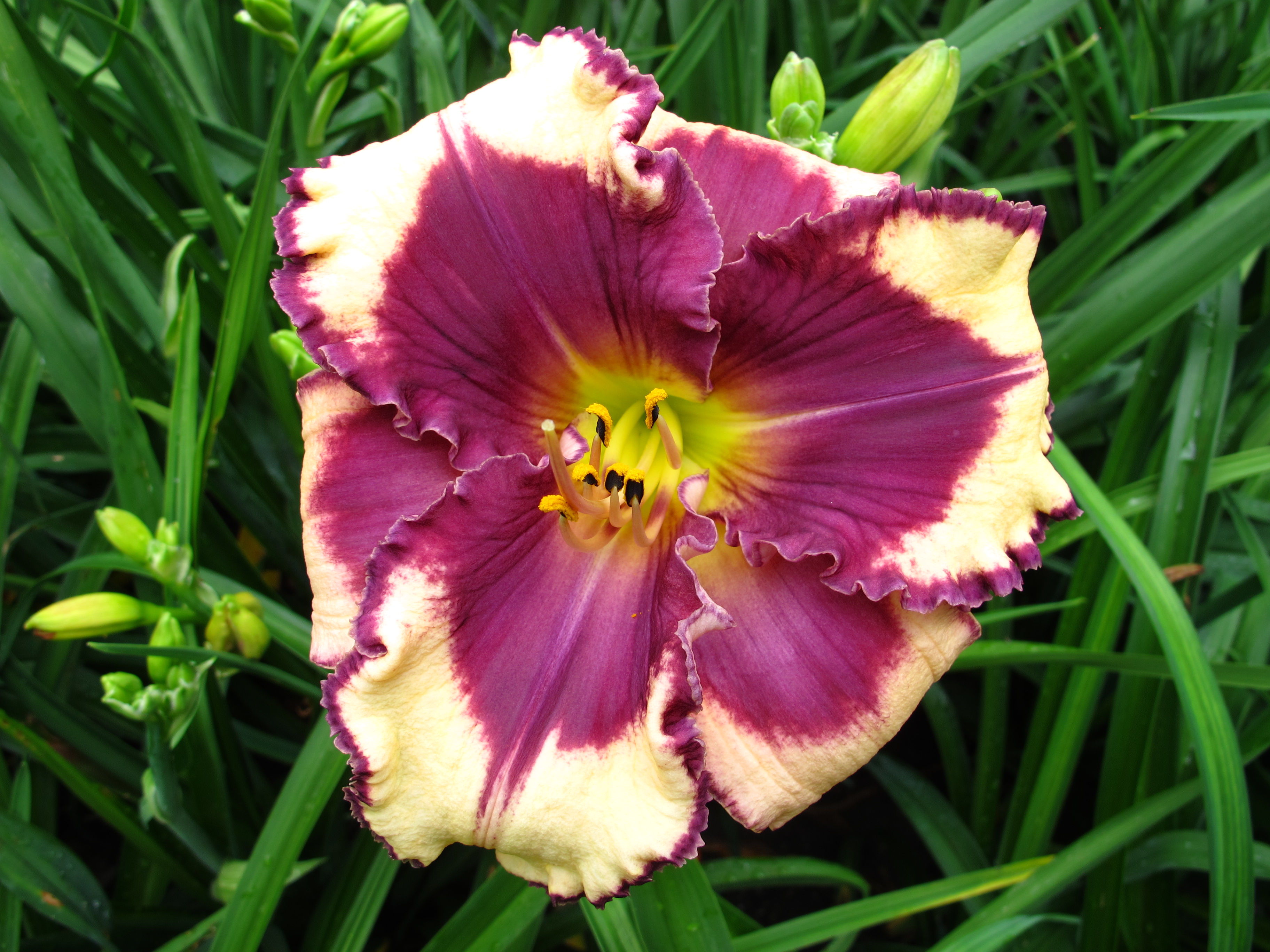 Purple Explosion (Druckenbrod, 2019)