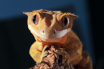 pp7.jpg