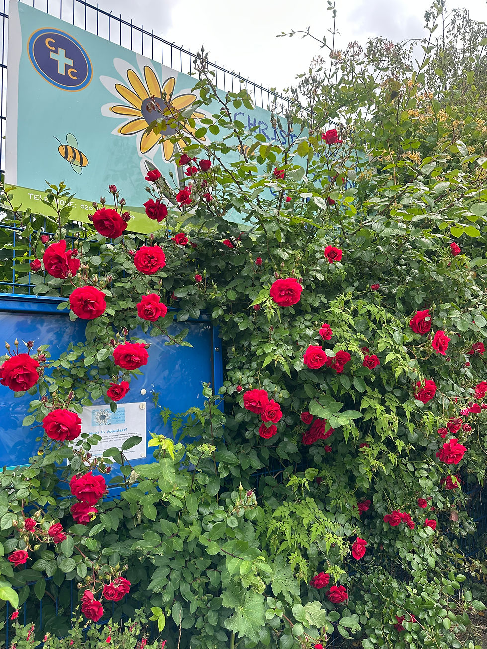 Our beautiful climbing red rose outside the gate into our Victorian garden area