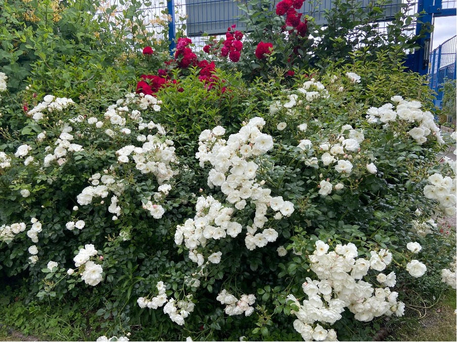 Abundant white shrub roses saved from the skip by a volunteer in 2019