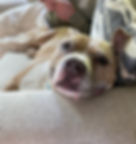 Our Dog