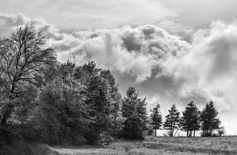 Fotografia paesaggistica in bianco e nero intitolata 'Storm's Breath'. Uno scatto ad alto contrasto che cattura il dinamismo di nubi temporalesche imponenti che sovrastano una linea di alberi mossi dal vento. La luce filtra attraverso i cumuli creati dalla tempesta, illuminando drammaticamente le chiome e il terreno sottostante. Opera accettata dai curatori di 1X per la gestione  del mood e dell'energia atmosferica.
