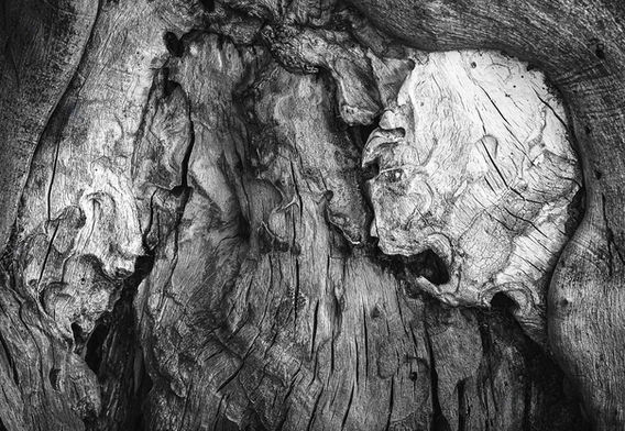 Fotografia macro in bianco e nero di una texture di legno antico. Al centro si distinguono due forme naturali simili a volti: un profilo urlante a destra e un muso di ovino calmo e stoico a sinistra.