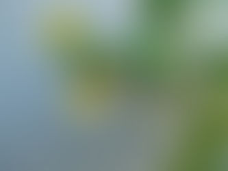 Black aphids clustered at the tip of a cucumber vine, covering multiple emerging flowers and fruit