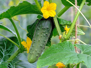 Cucumber vines growing vertically on a 4-gauge stockade panel trellis supported by T-posts in a backyard garden.
