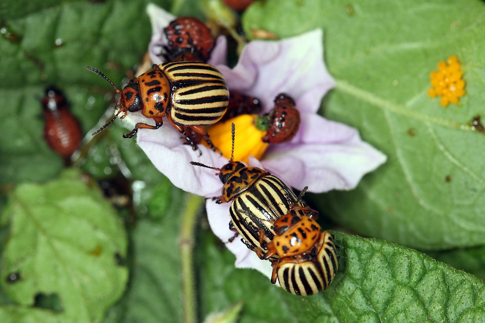 Adult Colorado potato beetles with yellow and black stripes resting on a potato flower, with larvae and eggs on nearby leaves.