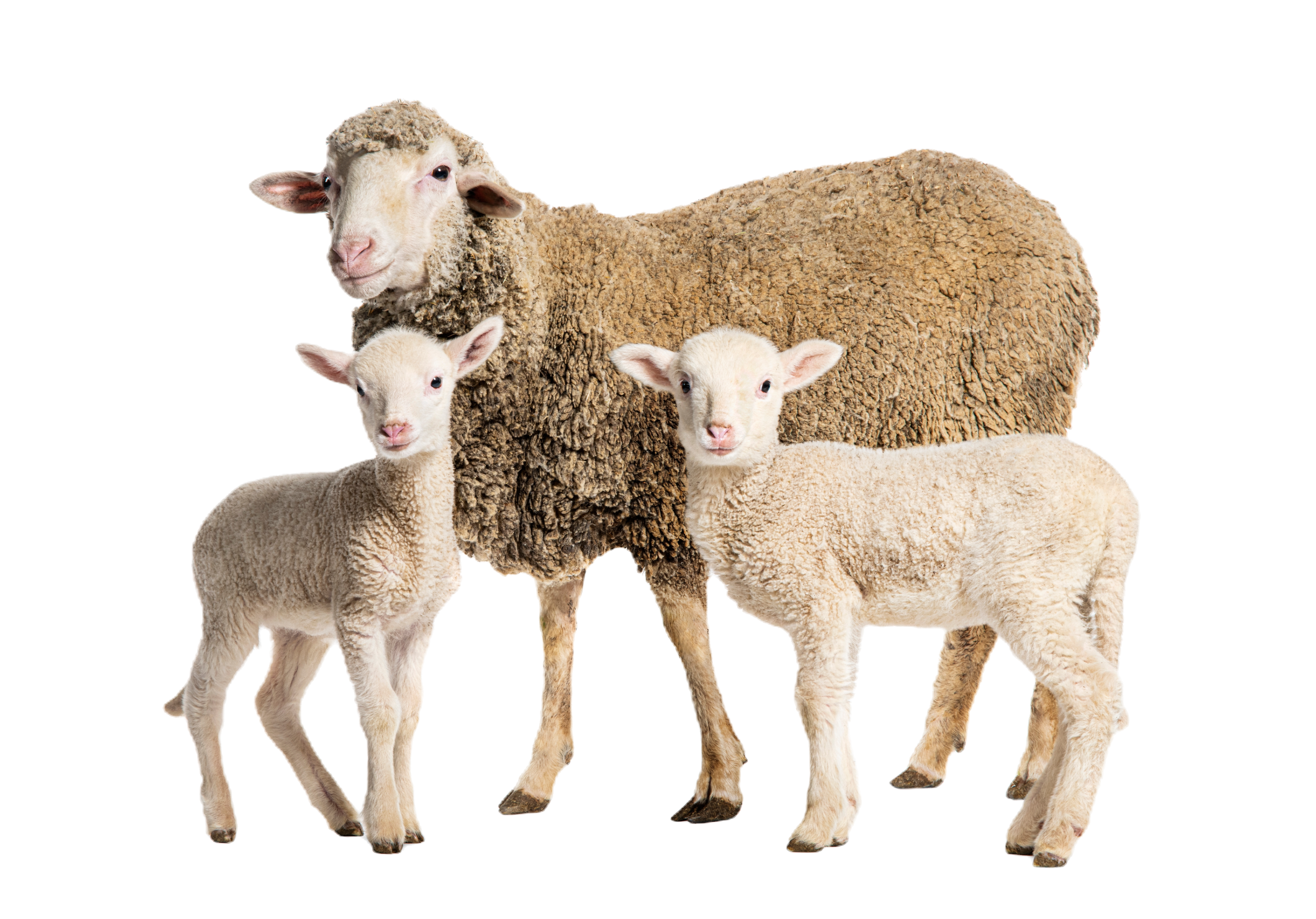 Lamb Family_edited.png