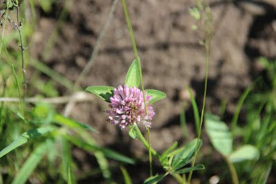 Red Clover