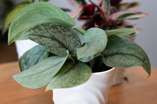 A Satin Pothos (Shimmering Falls Silver Splash) sits on a desk surrounded by other Proven Winners leafjoy houseplants.