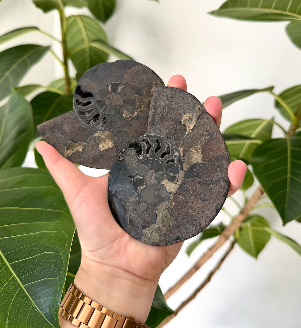 Thumbnail: *RARE* Pyritized Black Ammonite Fossil Pair with Druzy