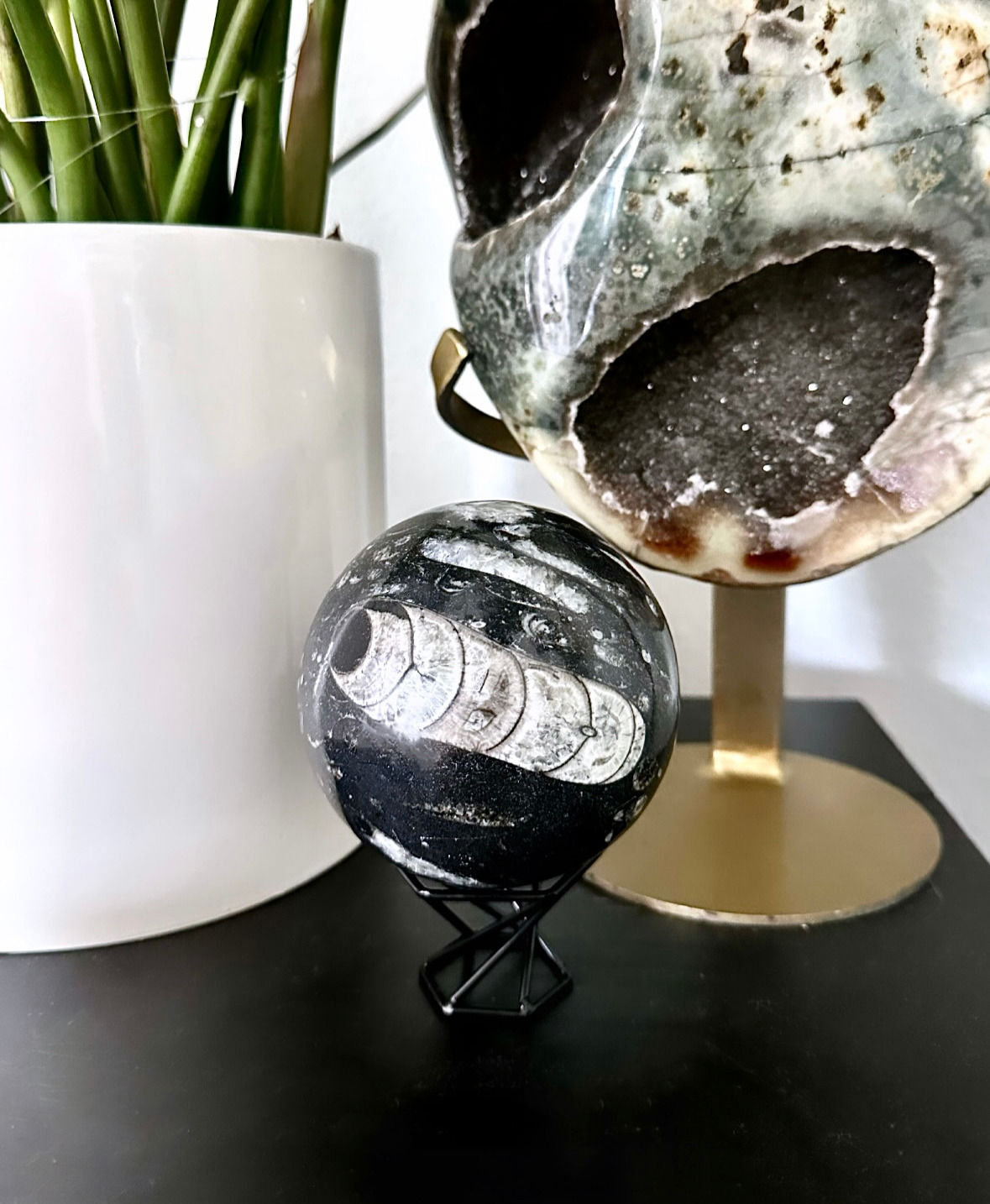 Orthoceras Sphere 3.5 Inches (XXL!)