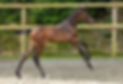 Chaccoon Blue x Cornet Obolensky Colt Foal from Lissava stud farm