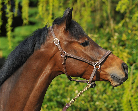 Reddington MP from Lissava stud farm