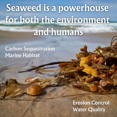 Seaweed and Climate Action.jpg