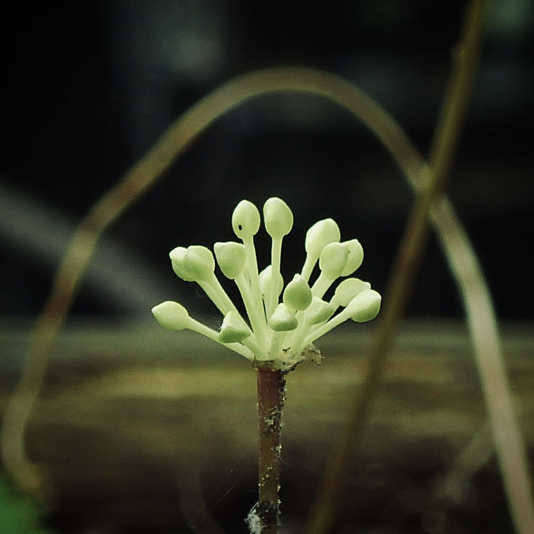 rampflower3.jpeg