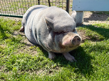Homer the pig at West Place