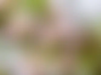 Apfelblüte im Alten Land