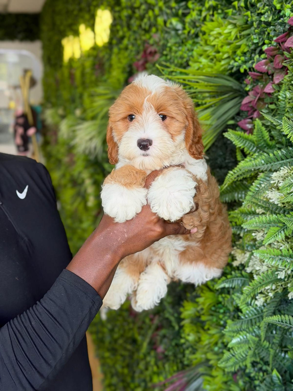 KEN — CAVAPOO