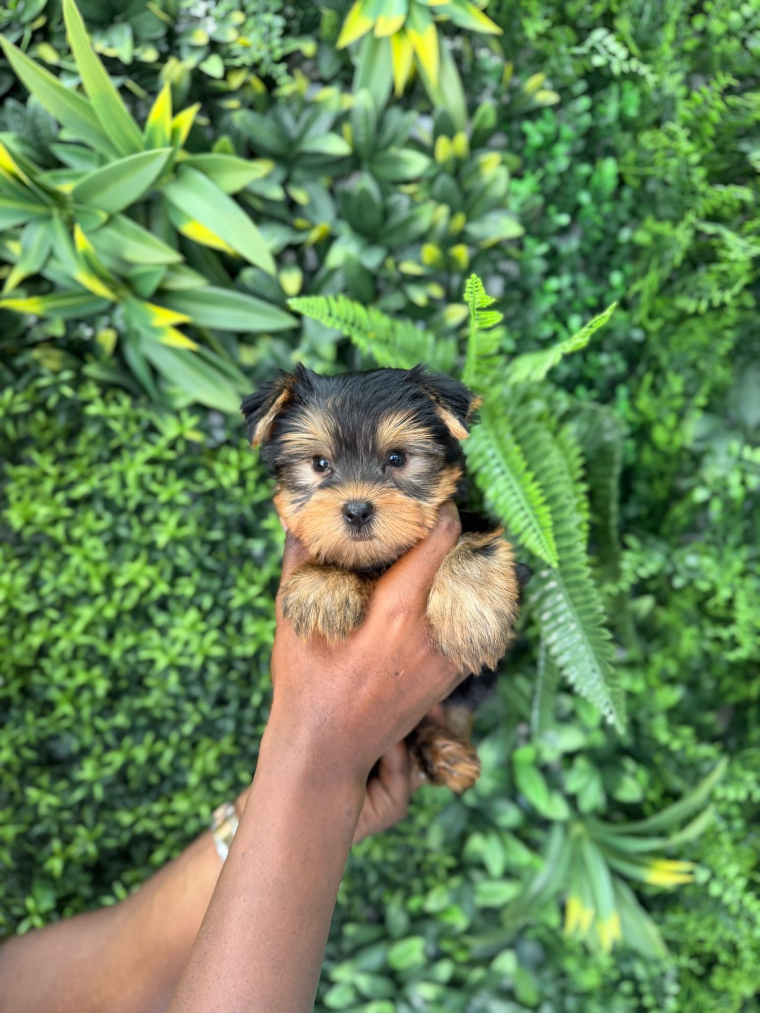 NINO — YORKIE
