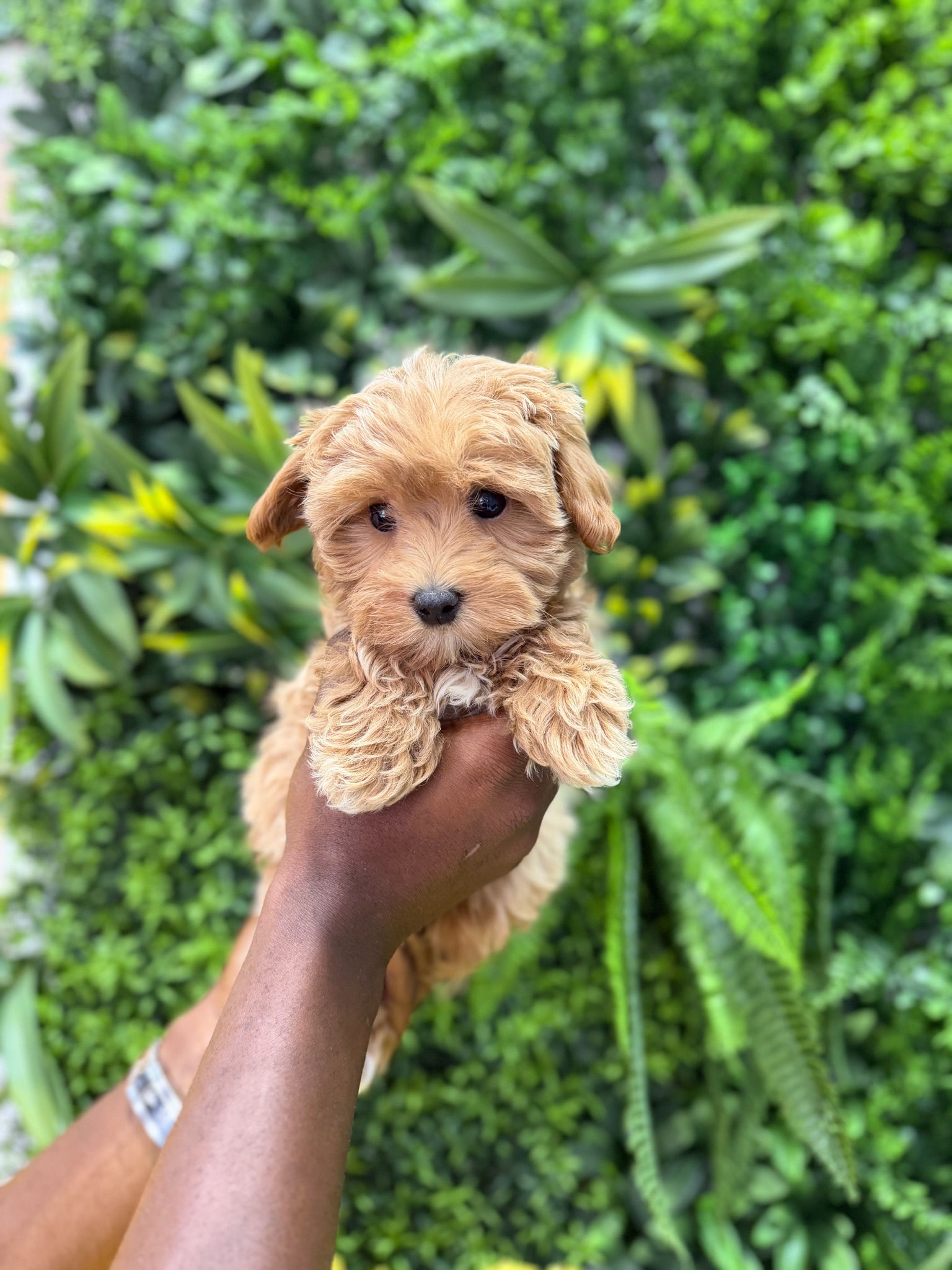 ROMEO — MALTIPOO