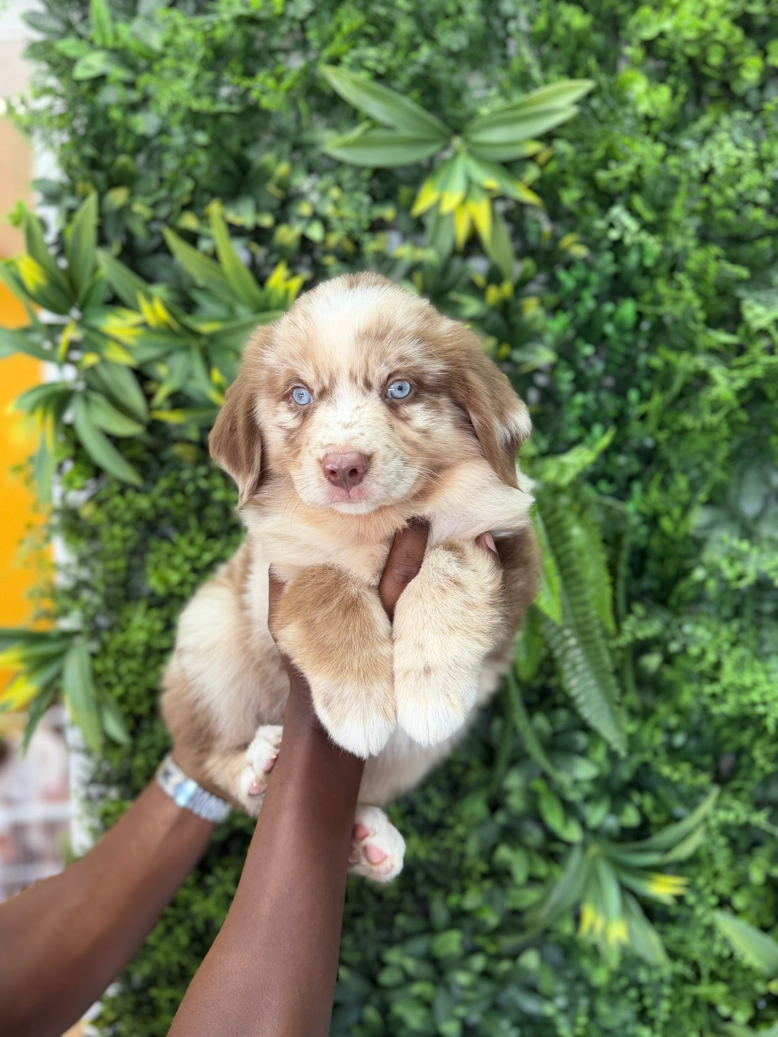ZEUS — MINI AUSTRALIAN SHEPHERD