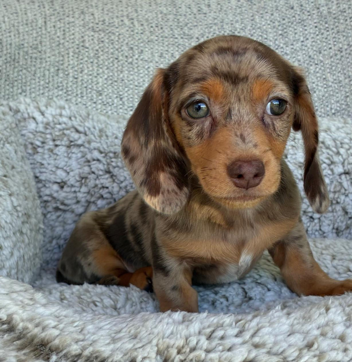 MALÚ — DACHSHUND