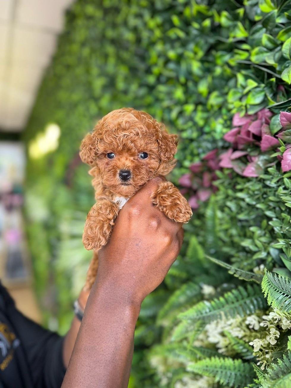 Thumbnail: MAISIE — TOY POODLE