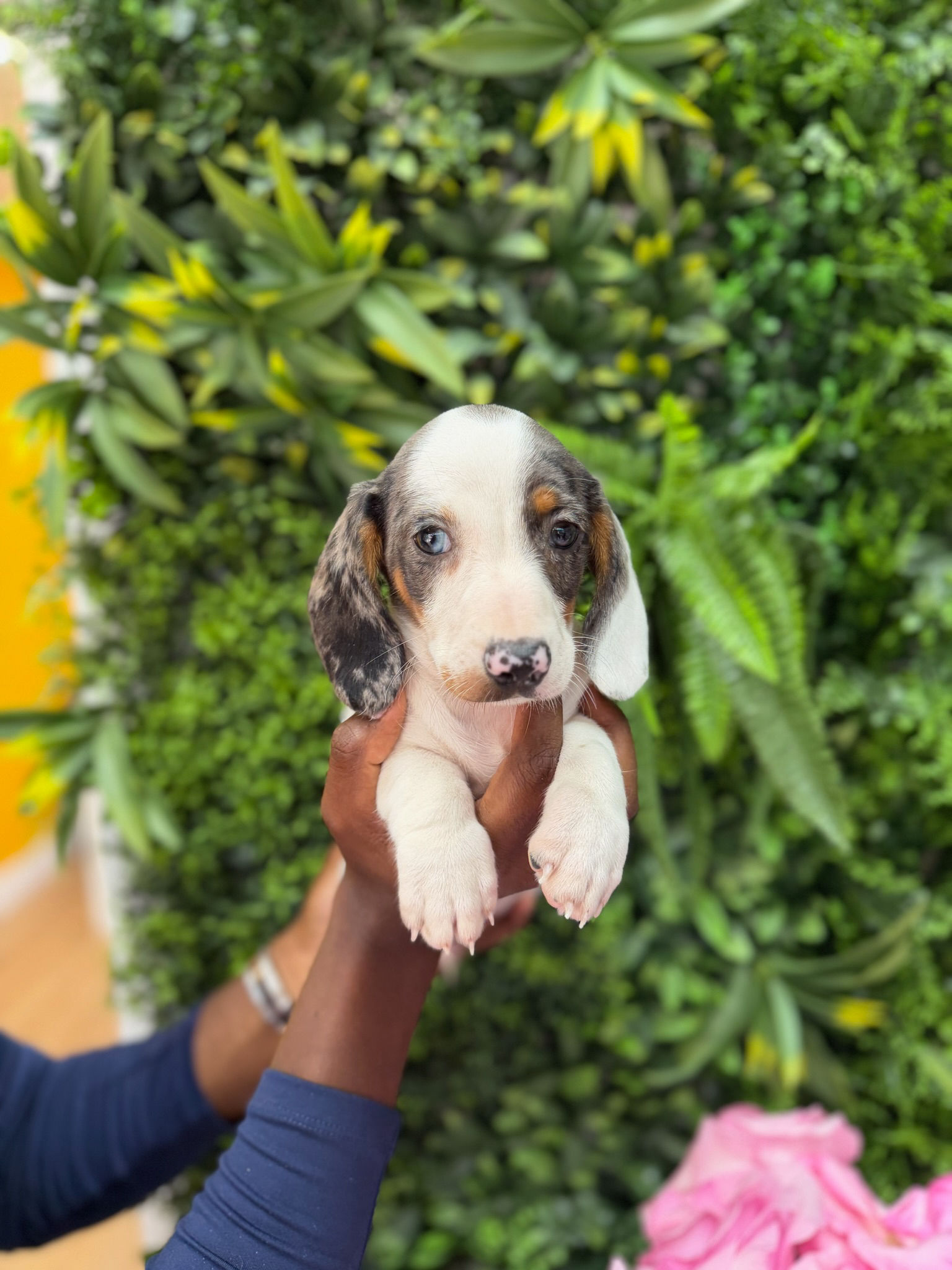 FRANKIE — DACHSHUND