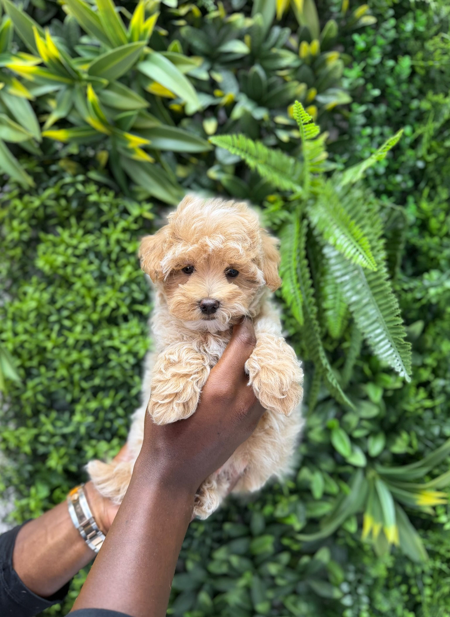 LEILANI — MALTIPOO