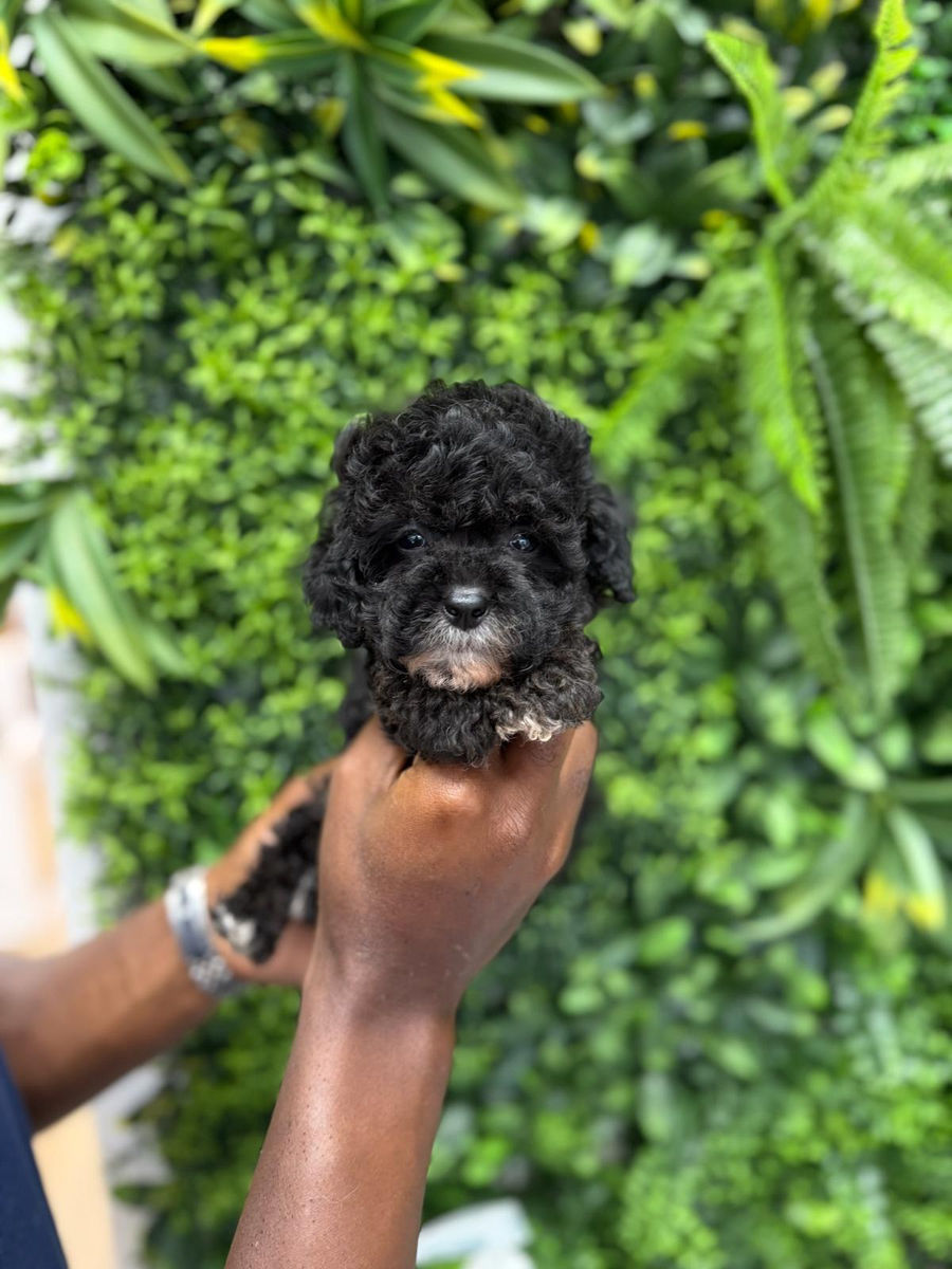 Royalty Puppies