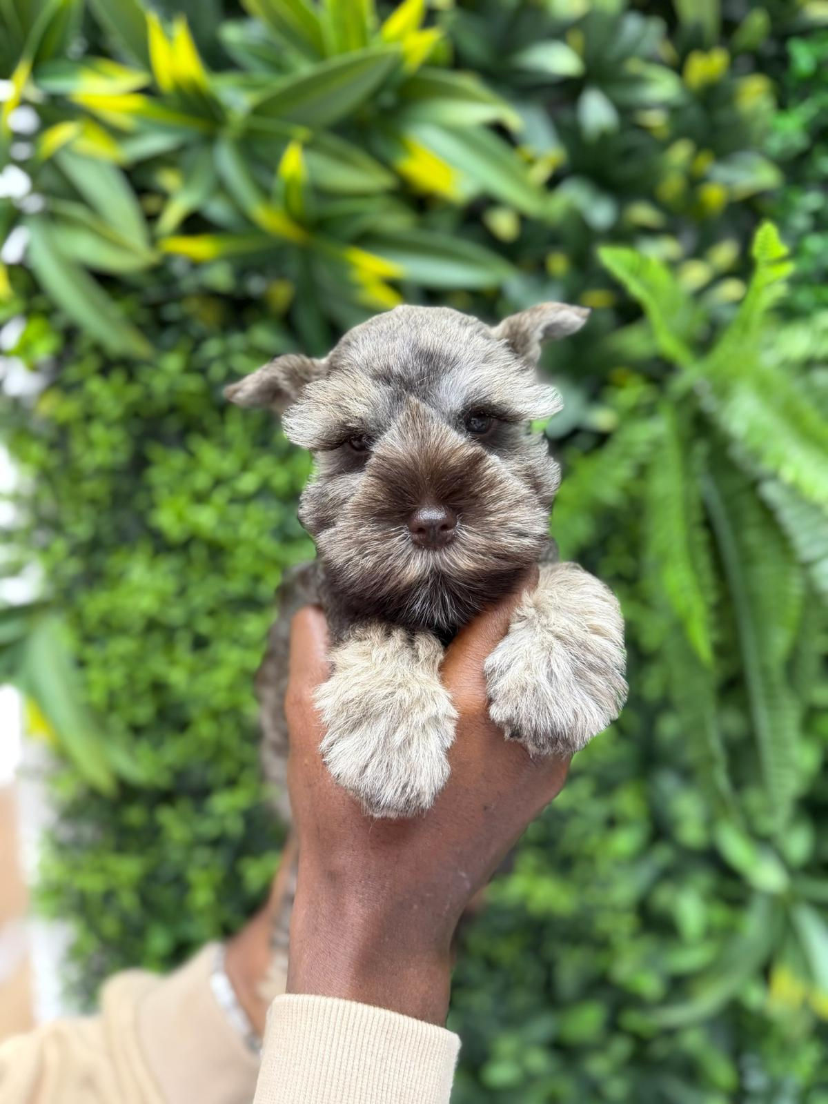 WOODY — MINI SCHNAUZER