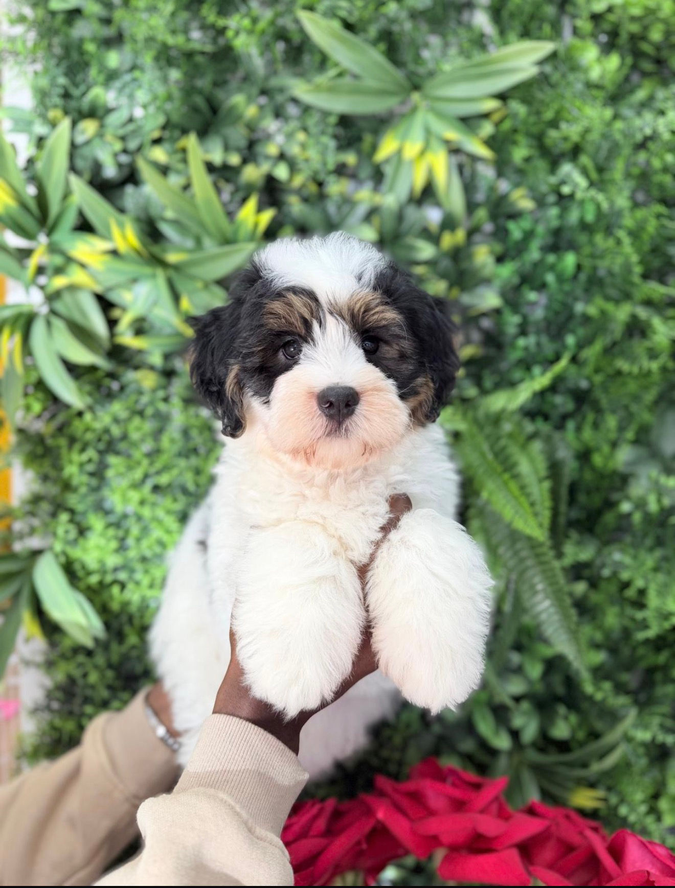 JUPITER— MINI BERNEDOODLE