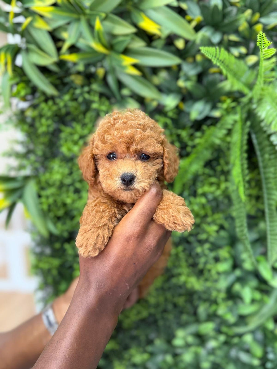 Royalty Puppies
