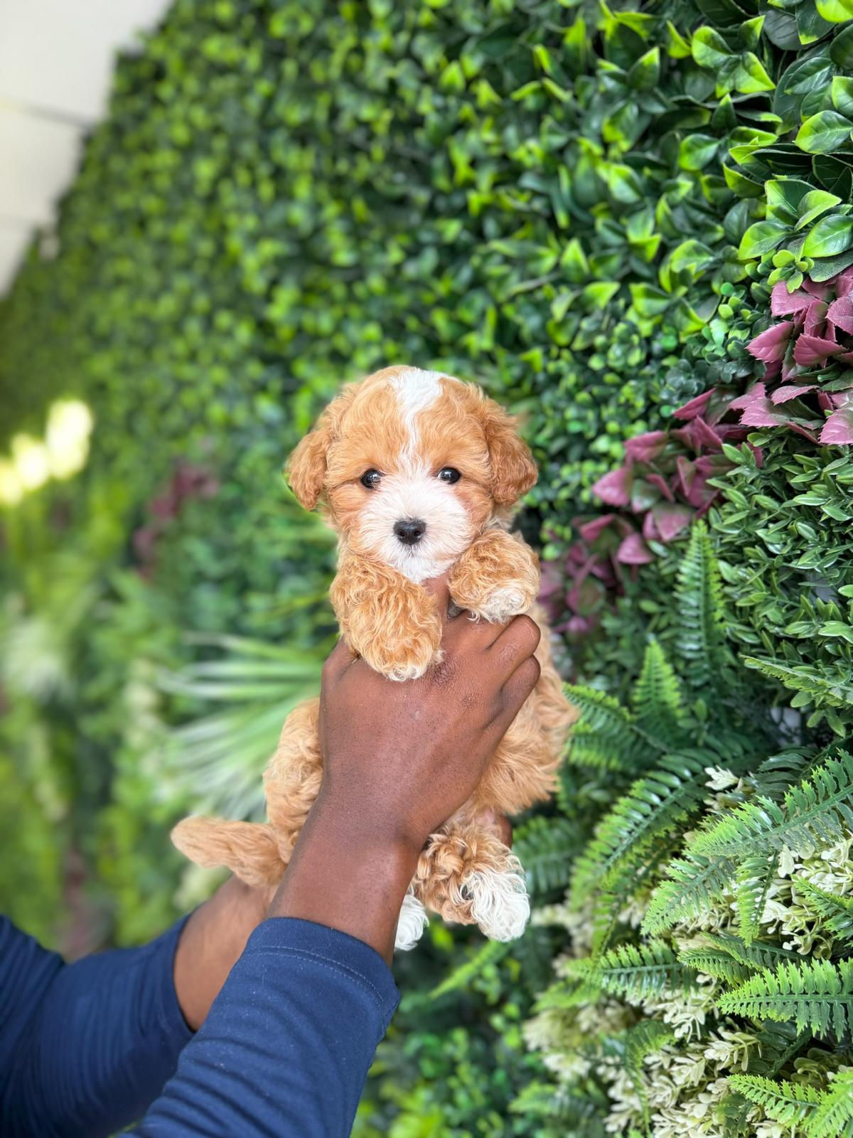 PERCY — MALTIPOO