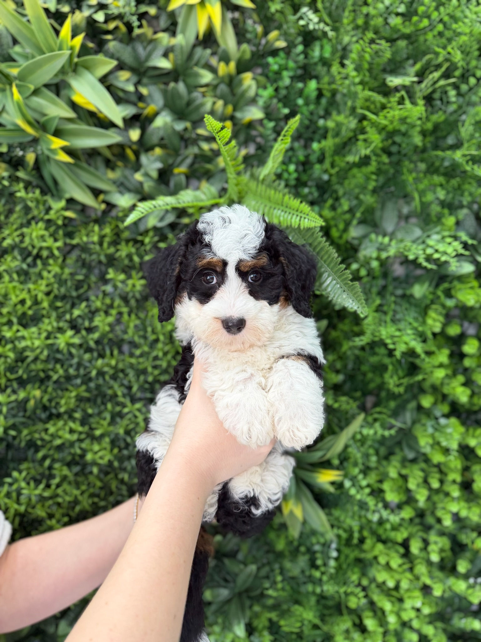 DOLLY — MINI BERNEDOODLE