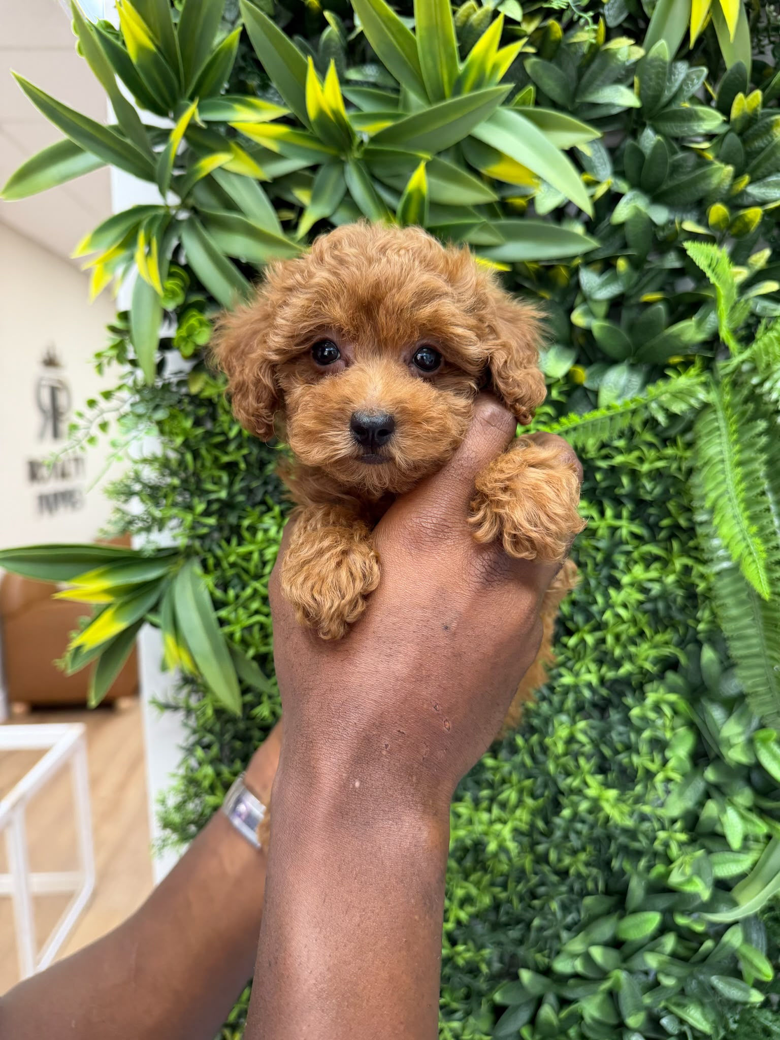 NIKKI — TOY POODLE
