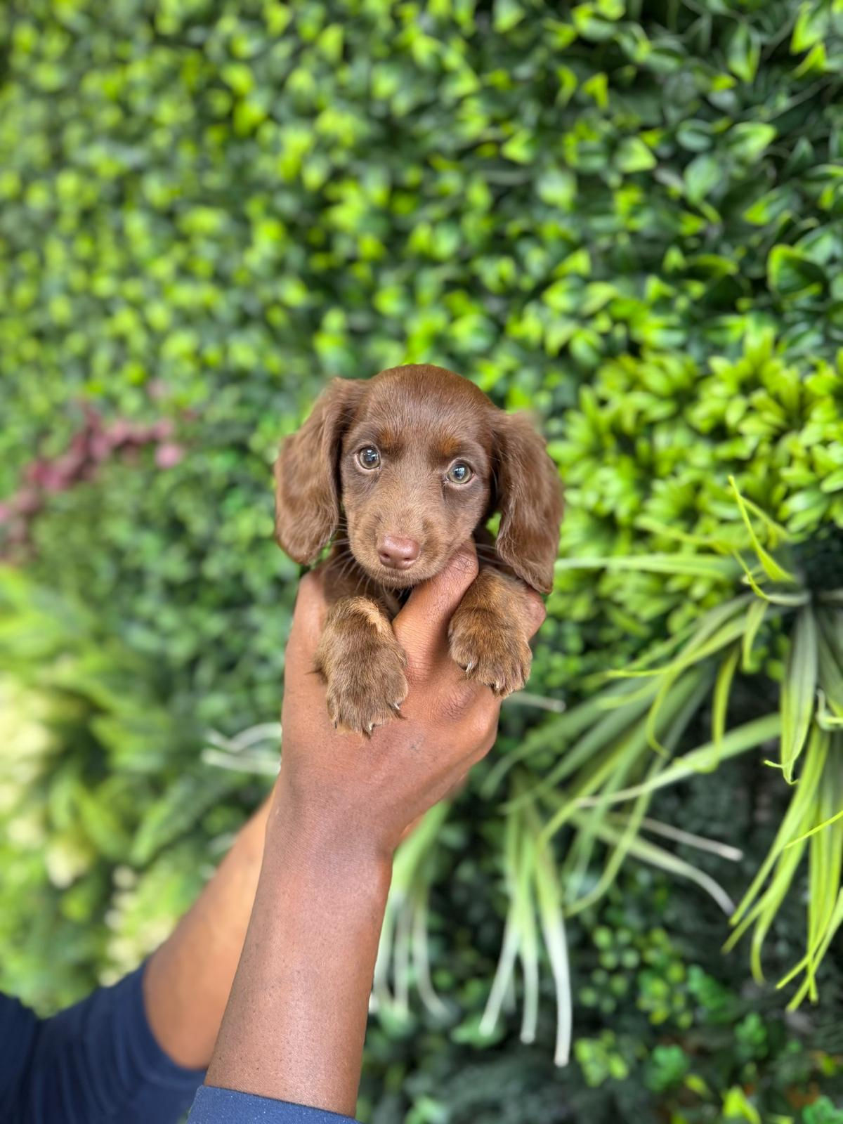 COCOA — DACHSHUND