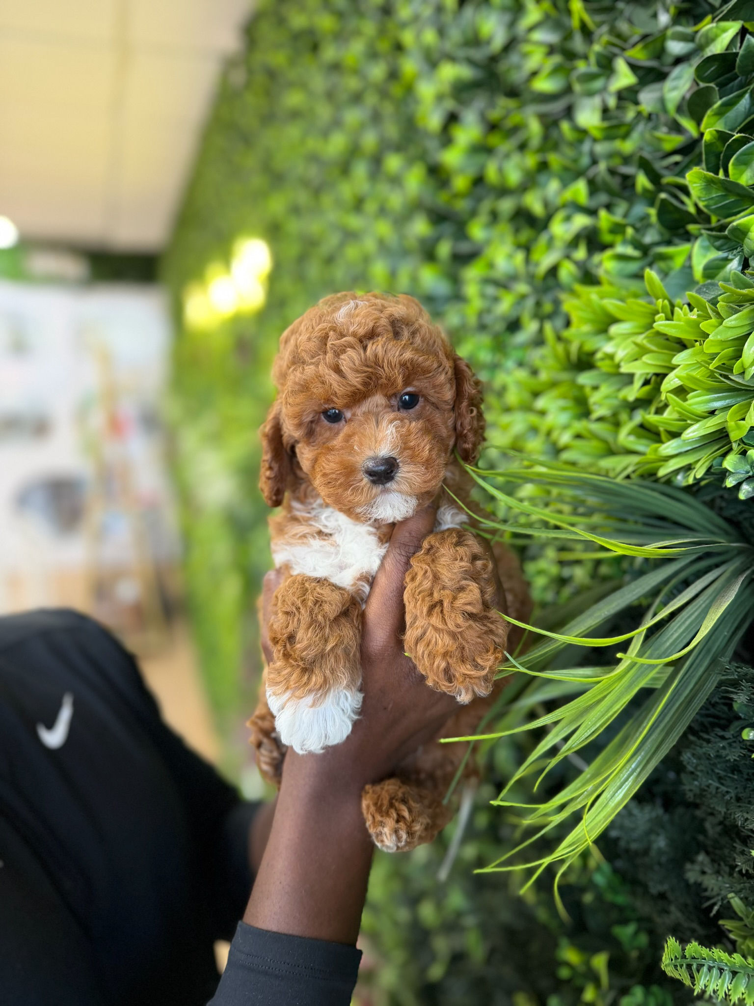 BILLIE — TOY POODLE