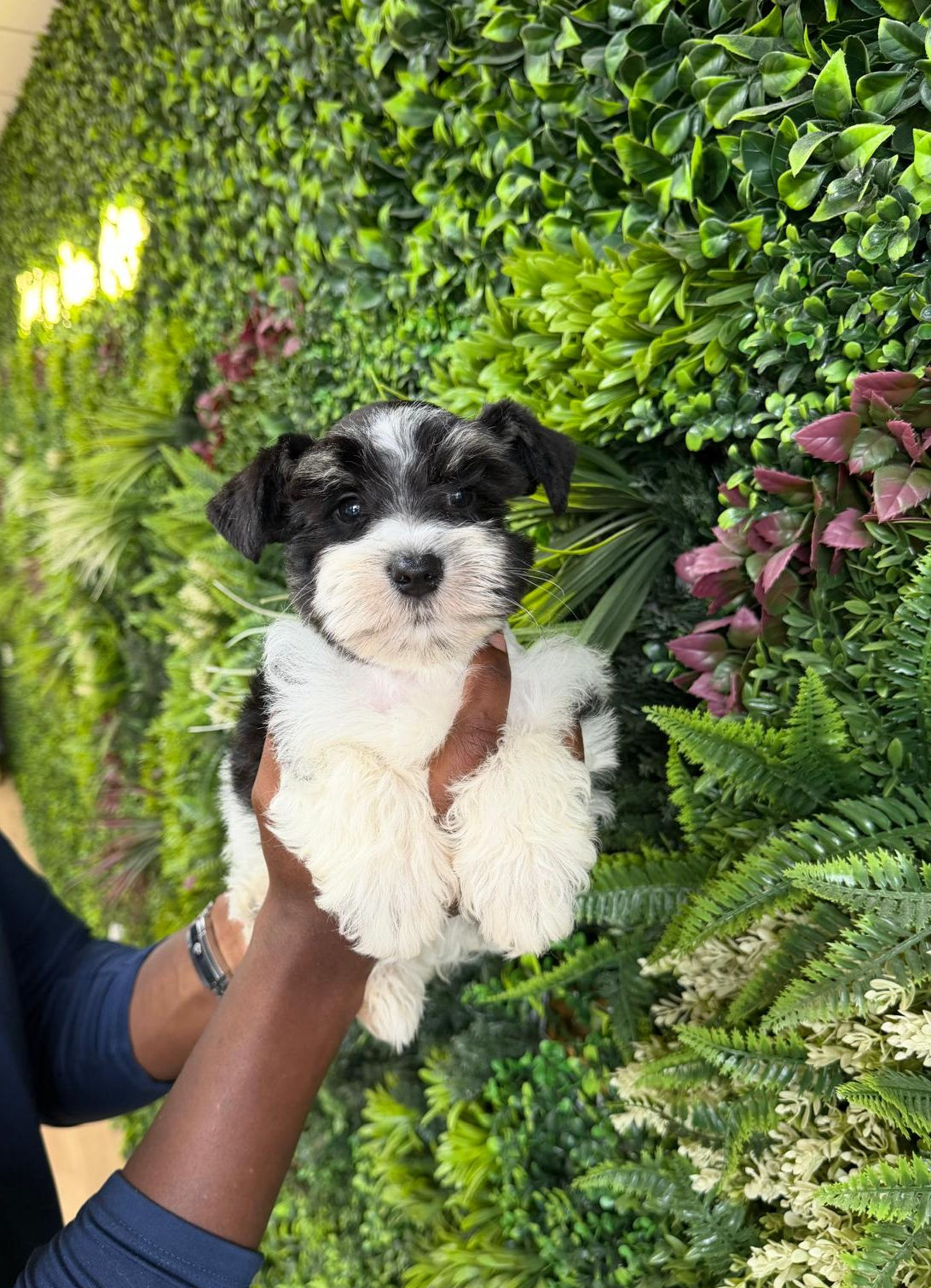 FAWN — MINI SCHNAUZER