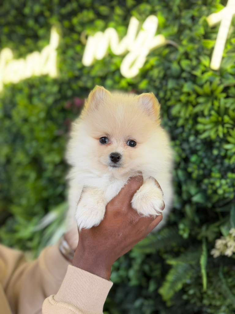 SUSHI — POMERANIAN