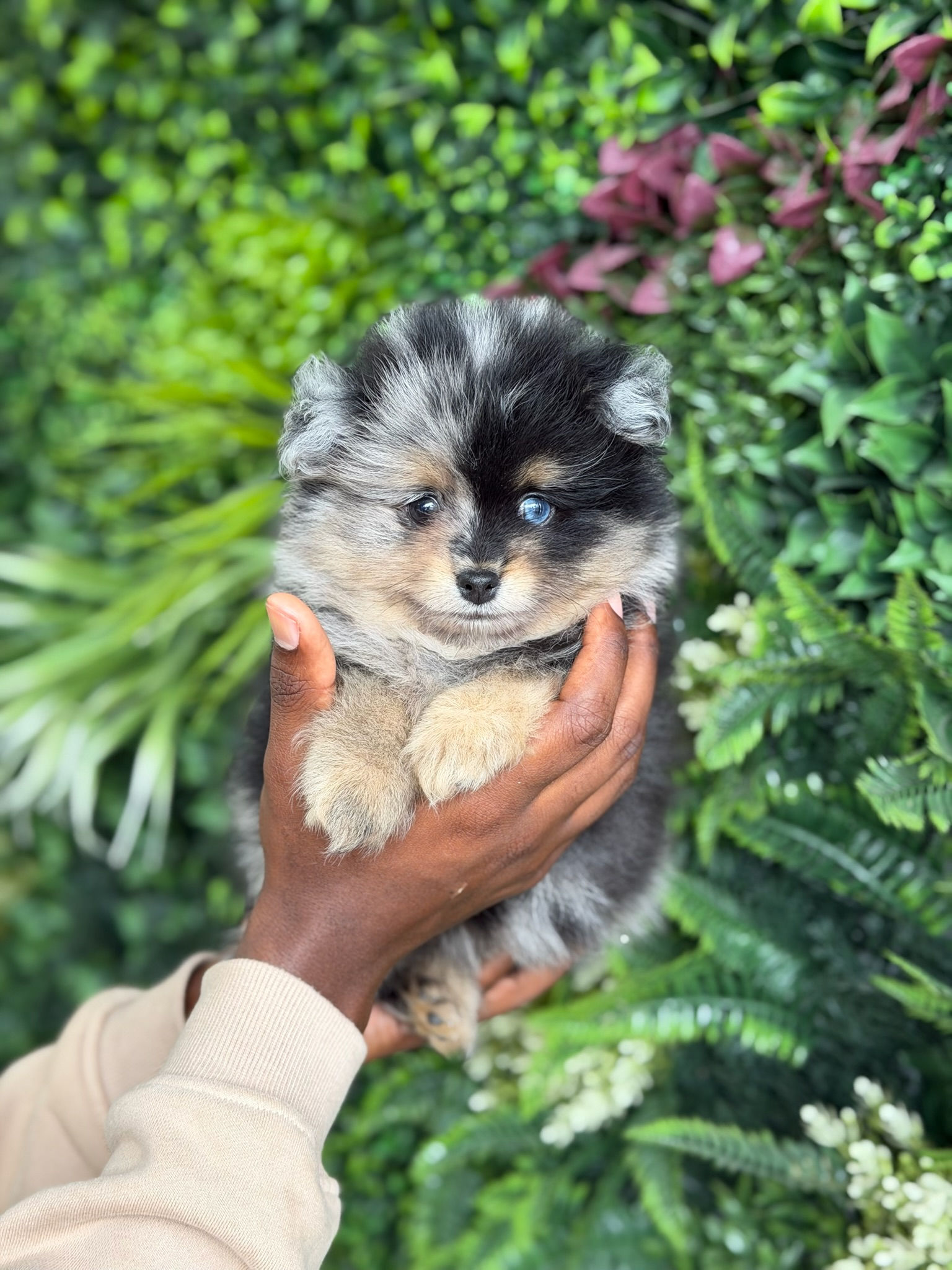 JUNO — POMERANIAN